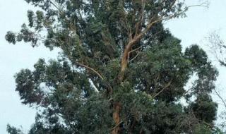 蓝桉已遇释槐鸟下一句 蓝桉已遇释槐鸟下一句